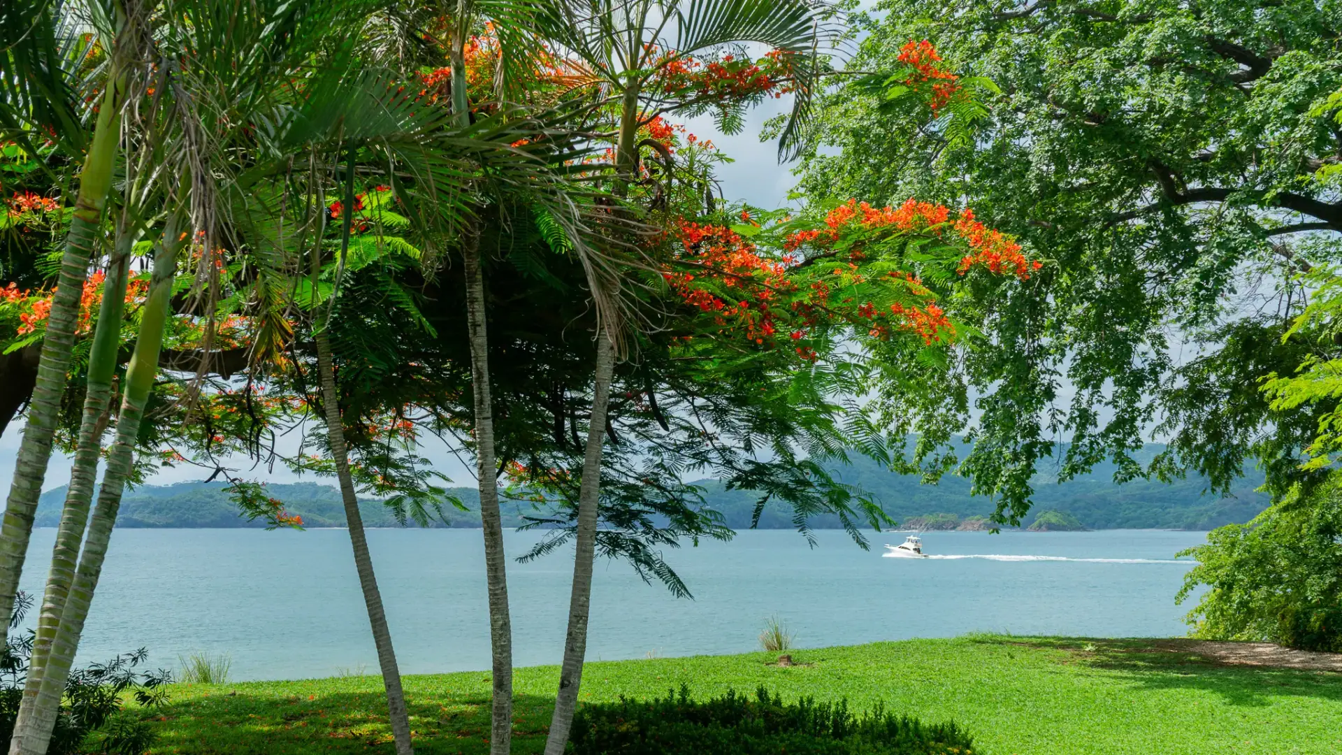 Flame tree and manicured lawn overlooking the ocean